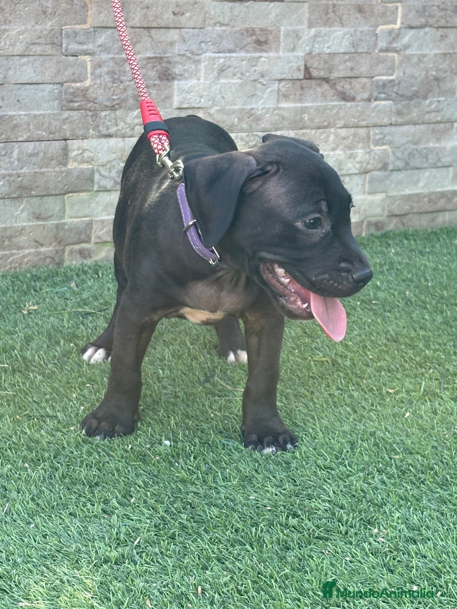 American Pit Bull Terrier perros Cachorra auténtica APBT - Anuncio 1
