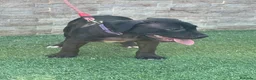 American Pit Bull Terrier perros en venta: Cachorra auténtica APBT - Anuncio 1