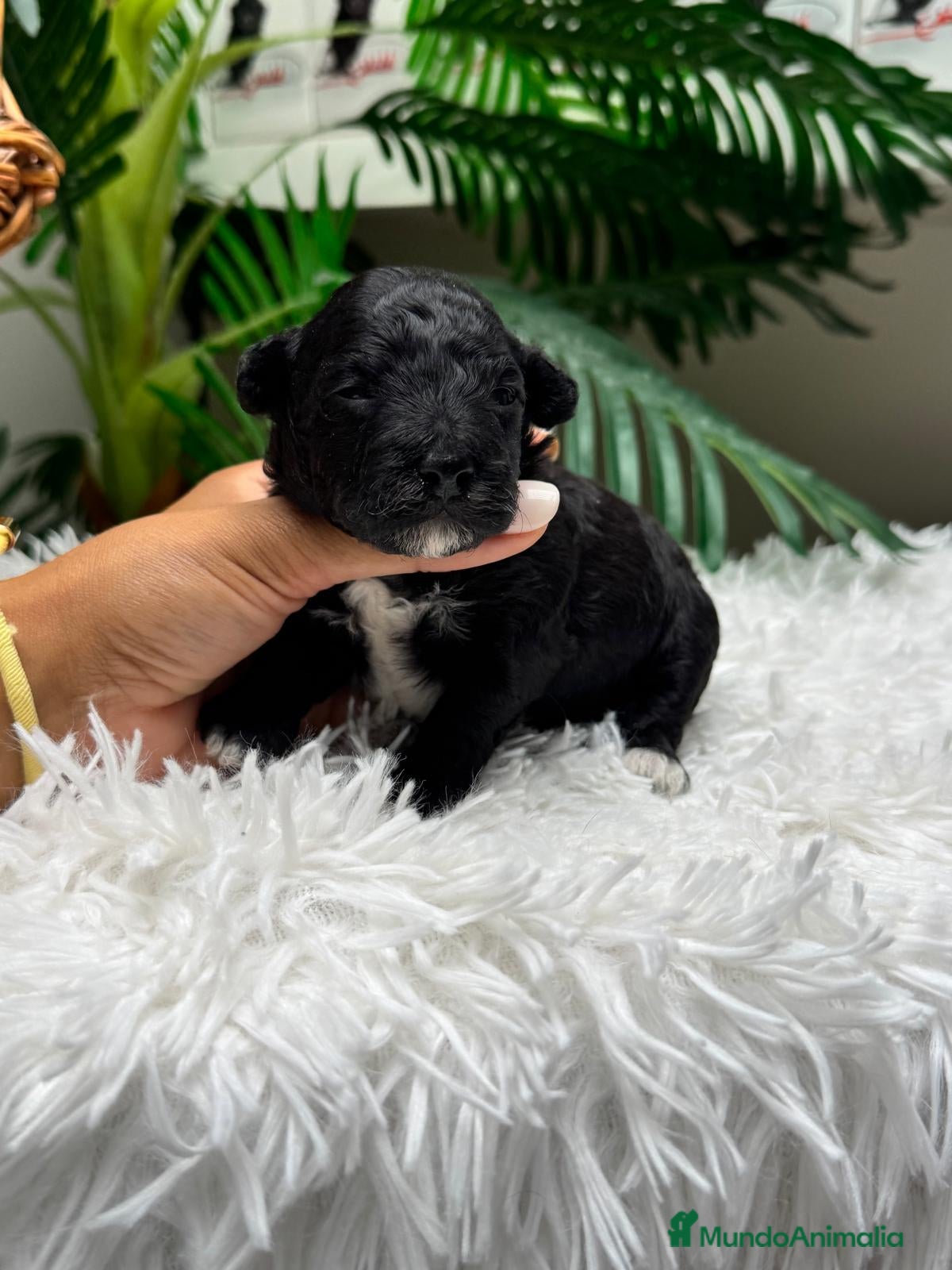 Raza Mixta perros en venta: CANICHE HEMBRA - Anuncio 4