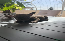 Bulldog Francés perros en venta: Bulldog Francés macho y hembra  - Imagen 12
