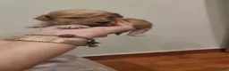 Caniche Toy perros en venta: Cachorros caniche toy 🧡 en Barcelona - Anuncio 8