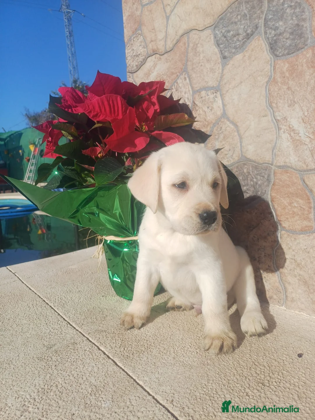 Labrador Retriever perros en venta: Labrador retriever - Anuncio 2
