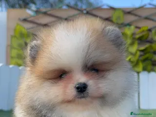 Pomerania perros POMERANIA MACHO - Anuncio 3