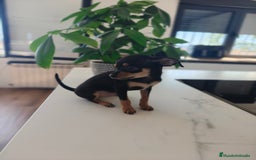 Pinscher Miniatura perros en venta: Mini Pincher espectacular!! - Imagen 11