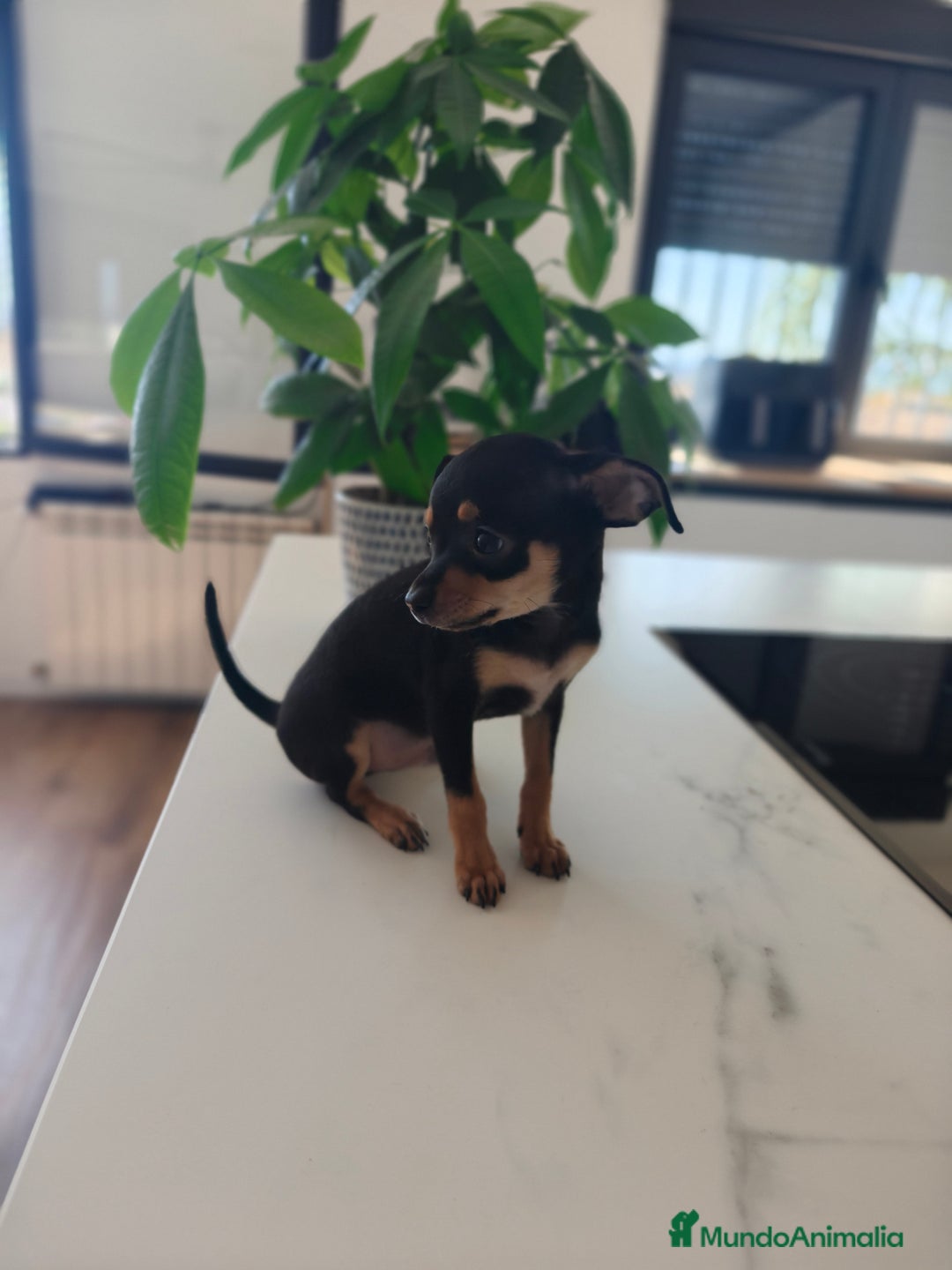 Pinscher Miniatura perros en venta: Mini Pincher espectacular!! - Imagen 11