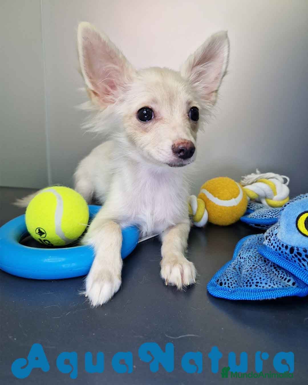 Pomchi perros en venta: Pomchi Hembra 1756 AQUANATURA - Imagen 2