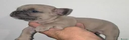 Bulldog Francés perros en venta: Increibles bulldog francés  - Anuncio 2