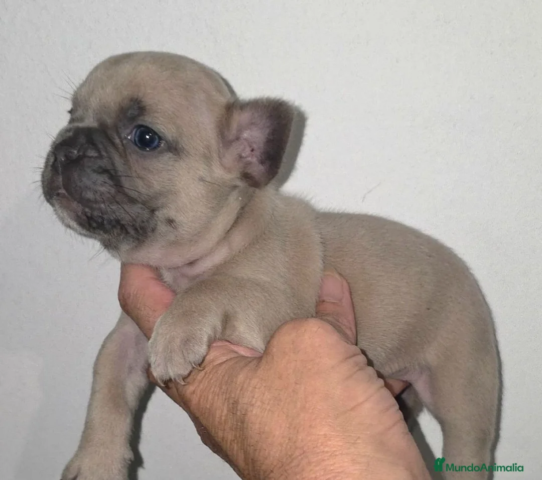 Bulldog Francés perros en venta: Increibles bulldog francés  - Anuncio 2