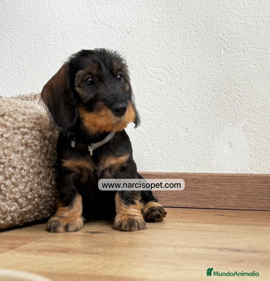Teckel Miniatura perros en venta: TECKEL PELO DURO HEMBRA - Imagen 2