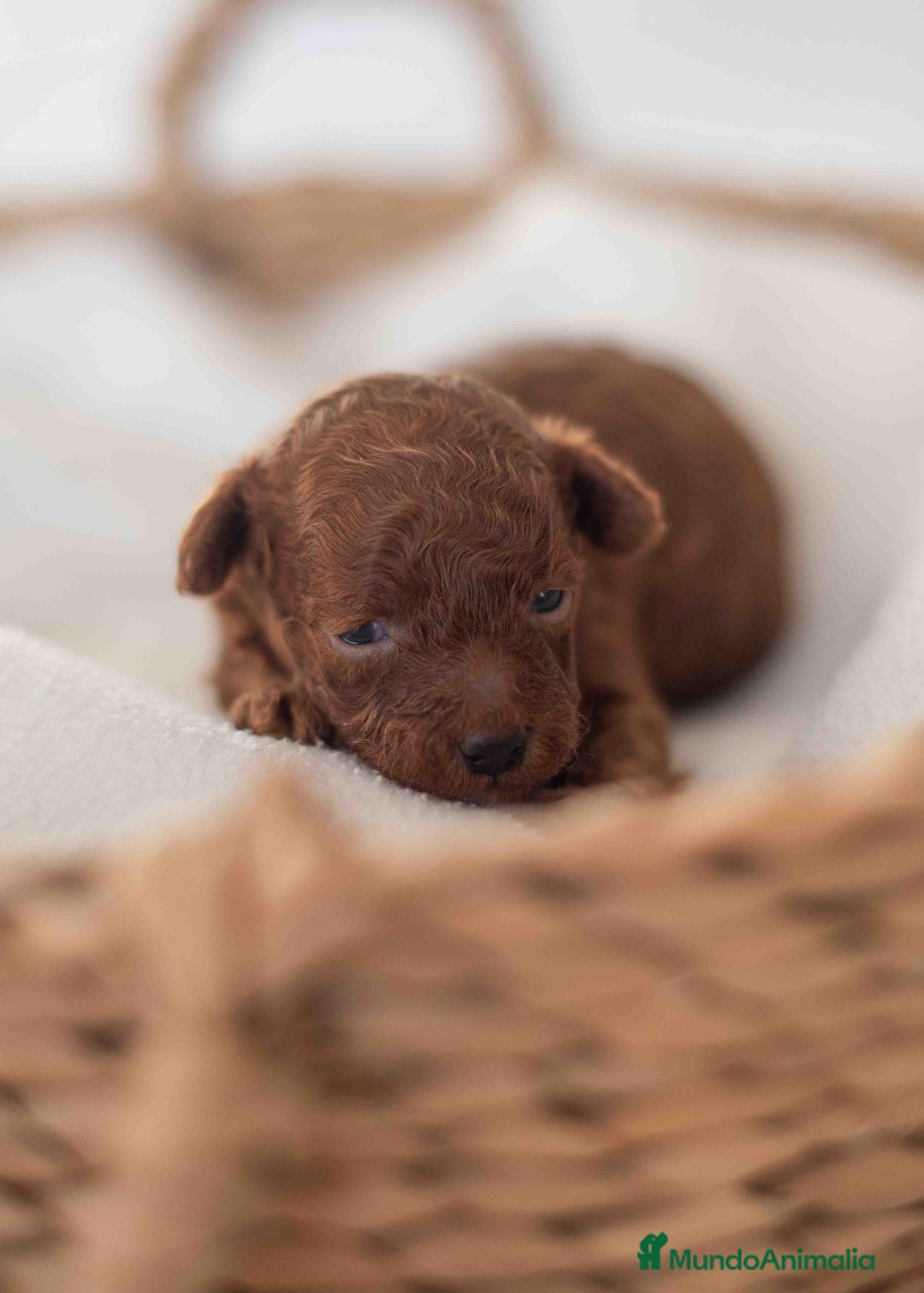 Caniche Toy perros en venta: Caniche toy rojo - Anuncio 4