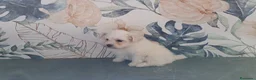 Bichón Maltés perros en venta: Cachorrita de Bichon Maltes  - Anuncio 3