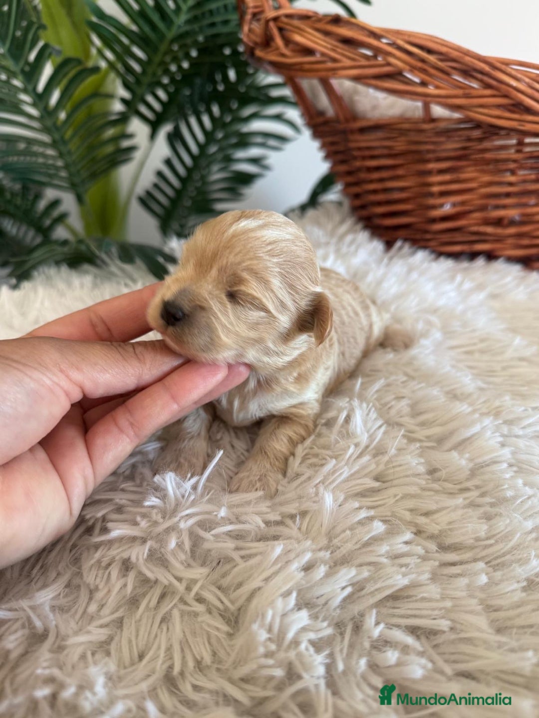 Maltipoo perros en venta: MALTIPOO MACHO - Anuncio 10