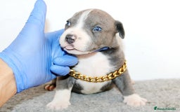 American Pit Bull Terrier perros en venta: American pitbull terrier criados en casa - Imagen 2