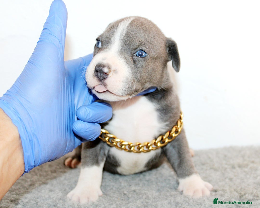 American Pit Bull Terrier perros en venta: American pitbull terrier criados en casa - Imagen 2
