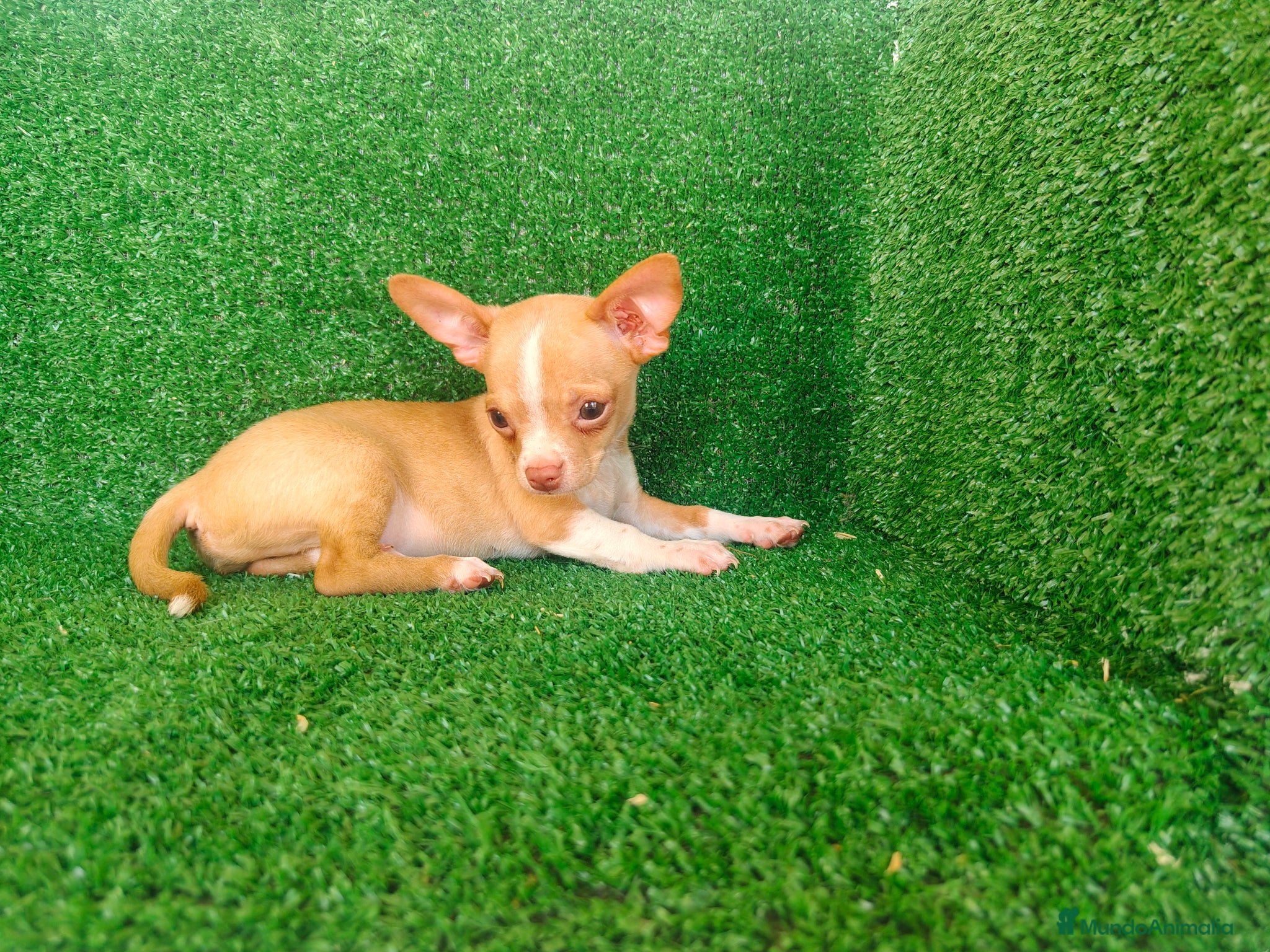 Chihuahua perros en venta: Chihuahua  - Anuncio 13
