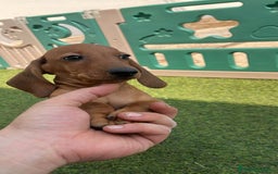 Teckel Miniatura perros en venta: Teckel kaninchen  - Imagen 4