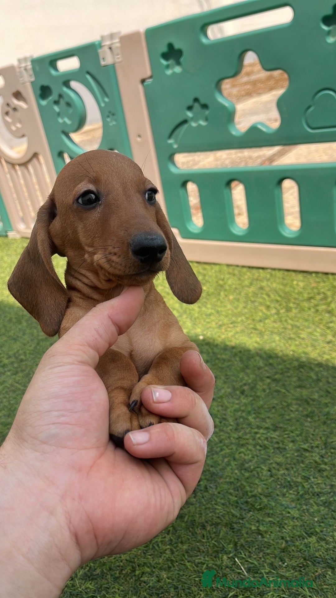 Teckel Miniatura perros en venta: Teckel kaninchen  - Imagen 4