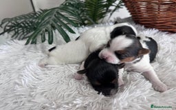 Yorkshire Terrier perros en venta: YORKSHIRE BIEWER HEMBRAS - Anuncio 20