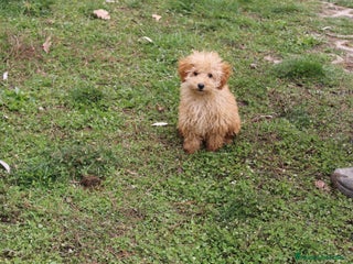 Caniche Toy perros Caniche toy apricot - Anuncio 22