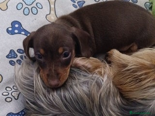 Teckel perros Teckel Mini - Anuncio 7