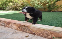 Pastor Australiano perros en venta: PASTOR AUSTRALIANO MINI - Anuncio 1