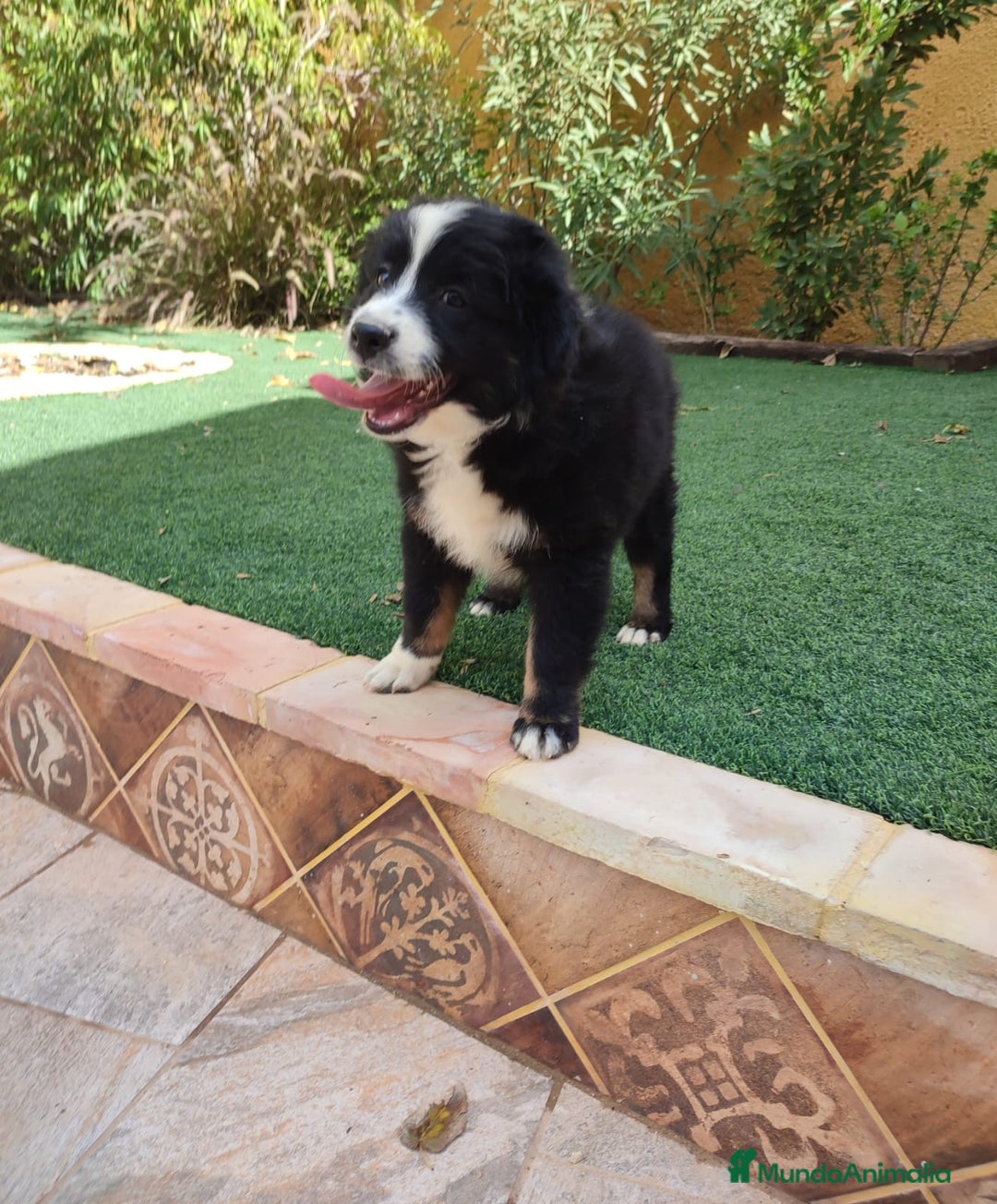 Pastor Australiano perros en venta: PASTOR AUSTRALIANO MINI - Anuncio 1