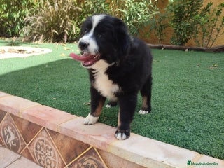 Pastor Australiano perros PASTOR AUSTRALIANO MINI - Anuncio 1