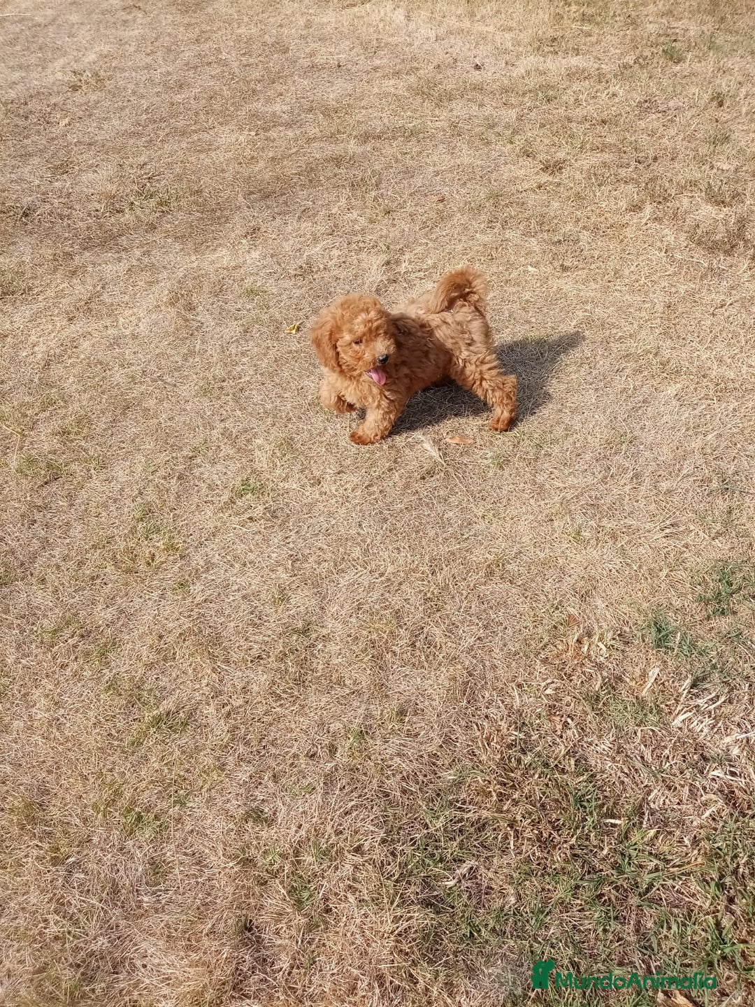 Caniche Enano perros en venta: CANICHE ENANO - Anuncio 3