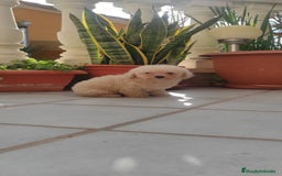 Caniche Toy perros en venta: CANICHES TOYS CALIDAD Y SELECCIÓN  - Imagen 7