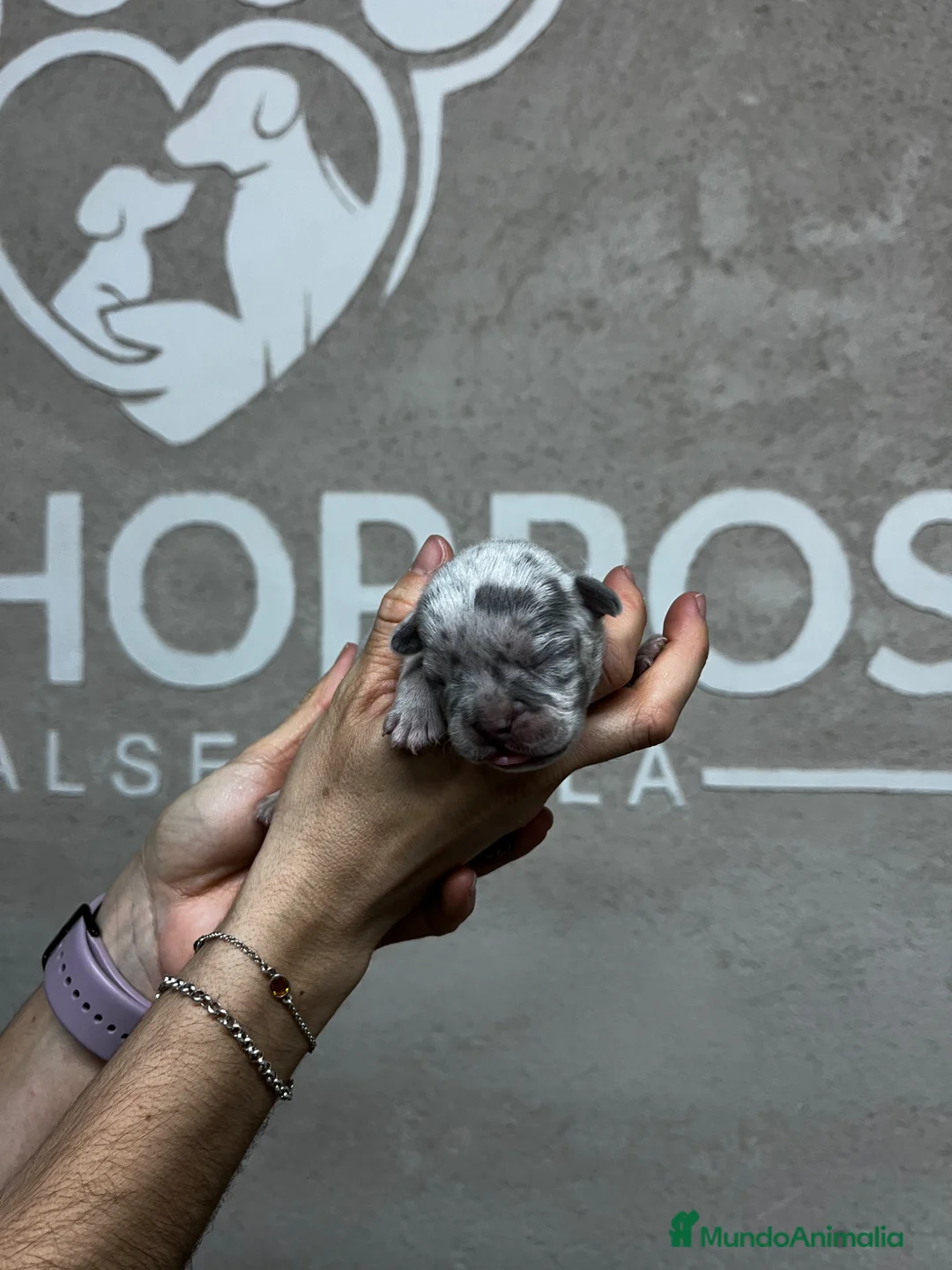 Bulldog Francés perros en venta: Bulldog francés  - Anuncio 5