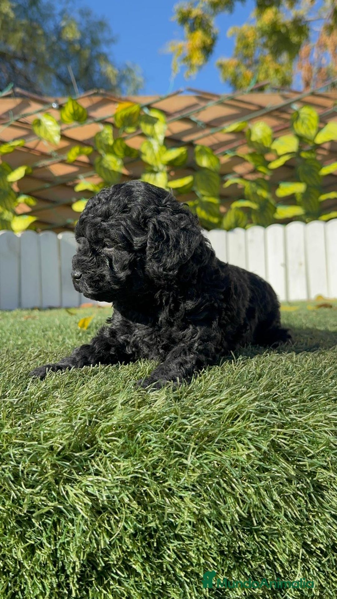 Caniche Toy perros en venta: CANICHE TOY HEMBRA - Anuncio 12