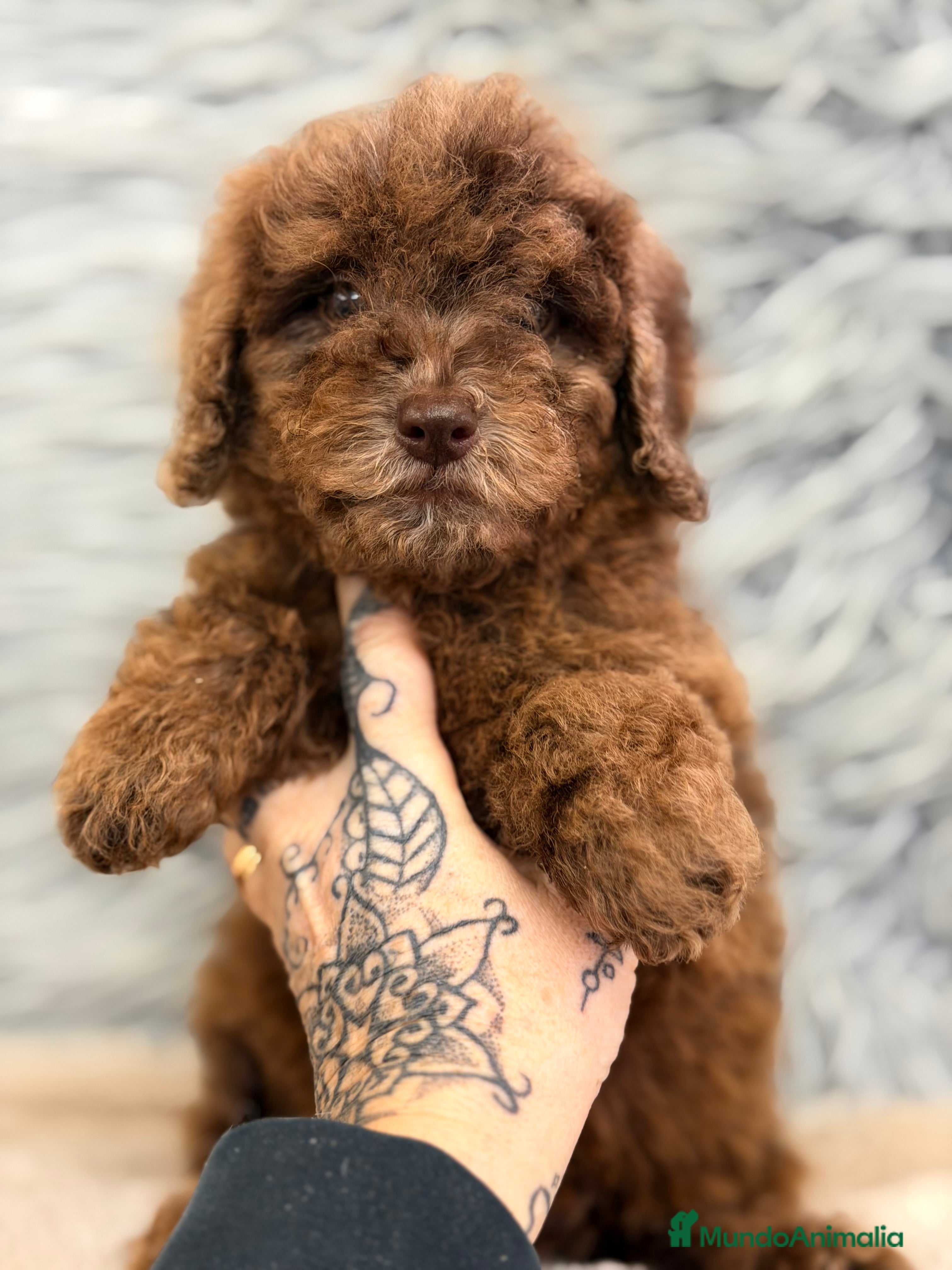 Caniche Enano perros Caniche Arlequin chocolate  - Anuncio 1