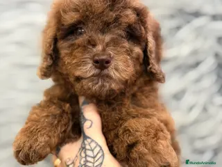 Caniche Enano perros Caniche Arlequin chocolate - Anuncio 1