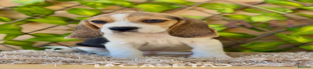 Beagle Cachorro 3488