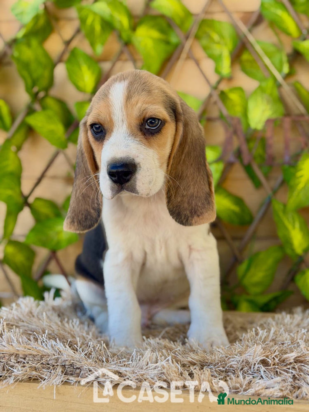 Beagle perros en venta: Camada de Fauna - Imagen 5