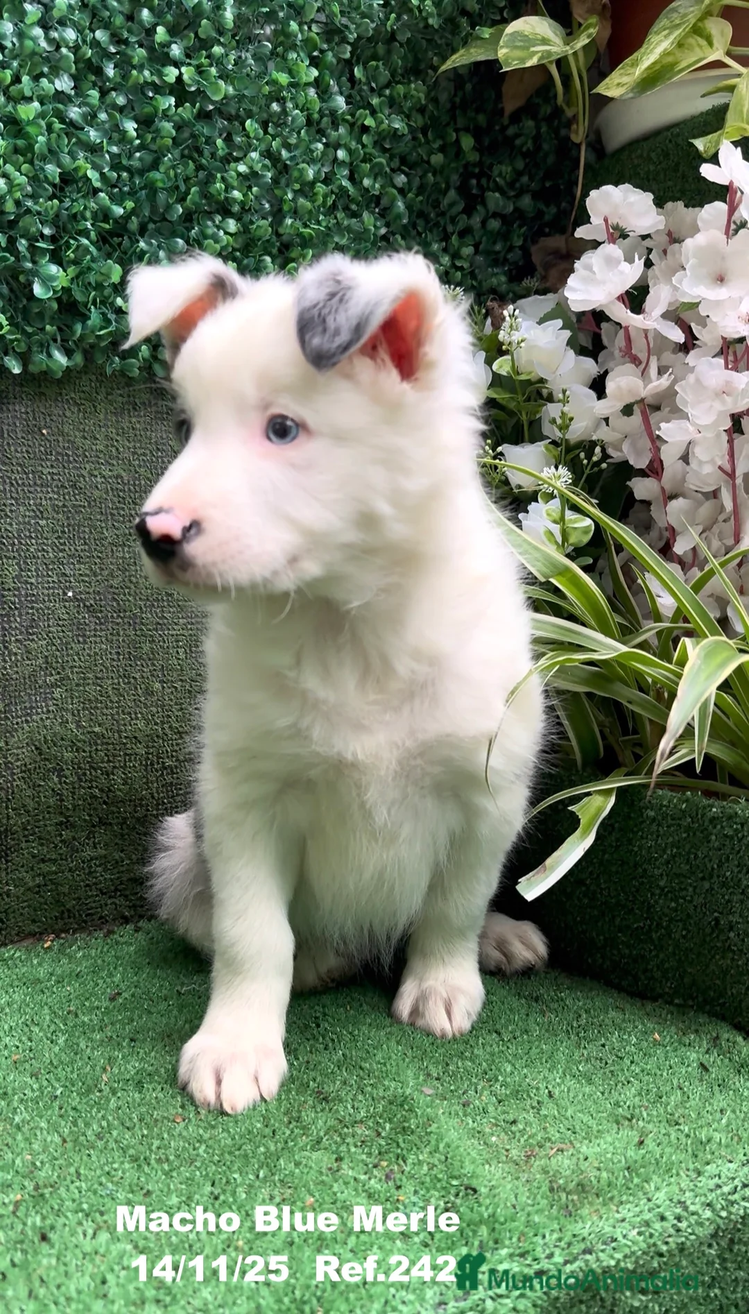 Border Collie perros en venta: Border Collie De Villa Biznaga - Anuncio 11