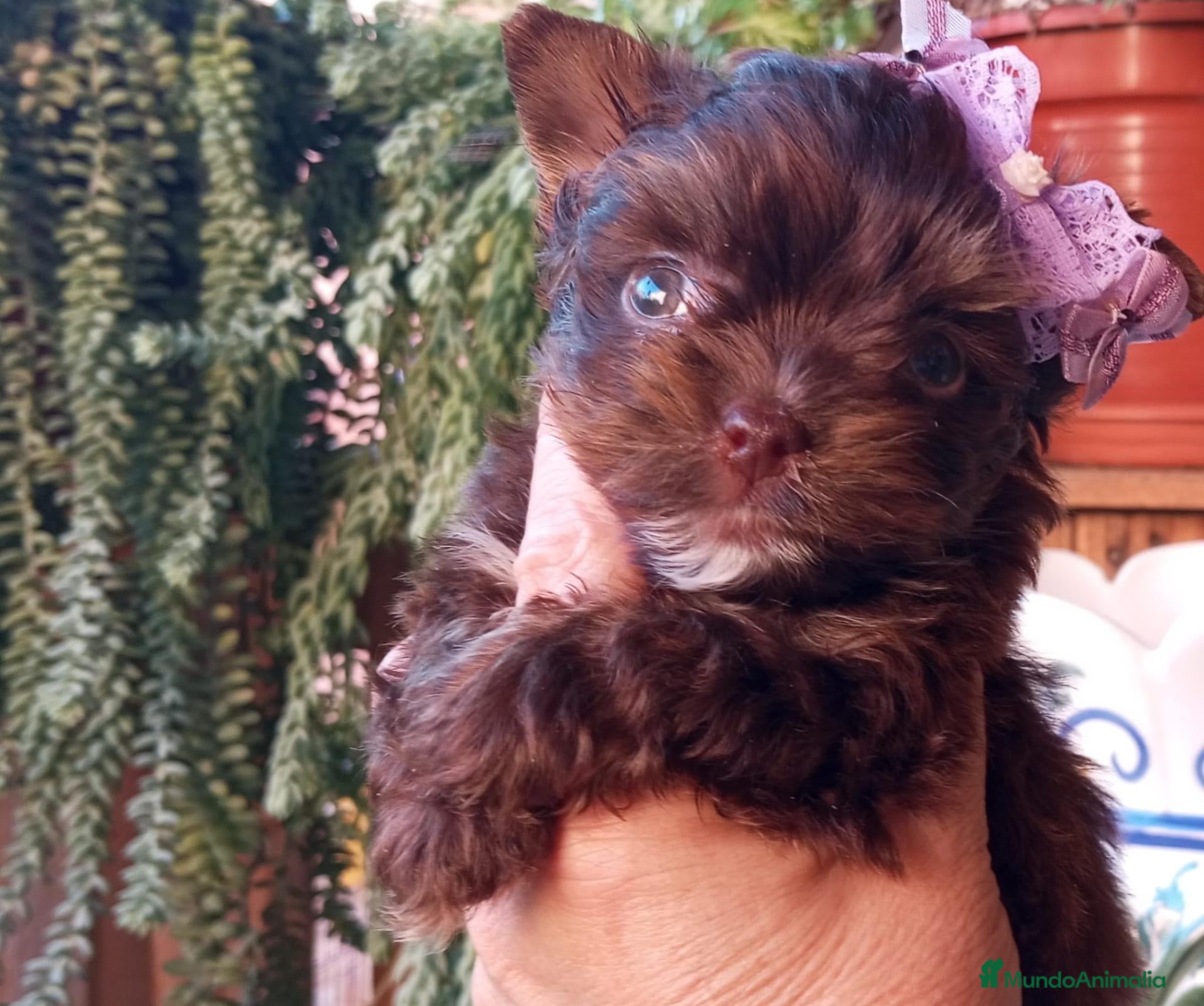 Yorkshire Terrier perros Yorkshire biewer  - Anuncio 29
