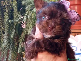 Yorkshire Terrier perros Yorkshire biewer - Anuncio 29