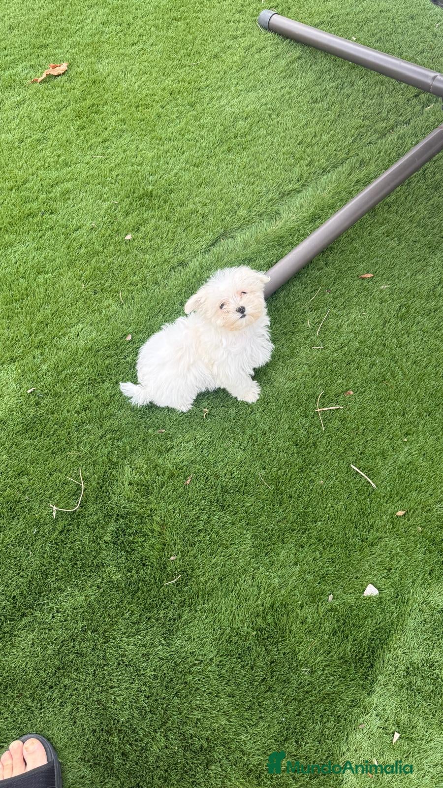 Bichón Maltés perros Cachorra de bichon maltes - Anuncio 9