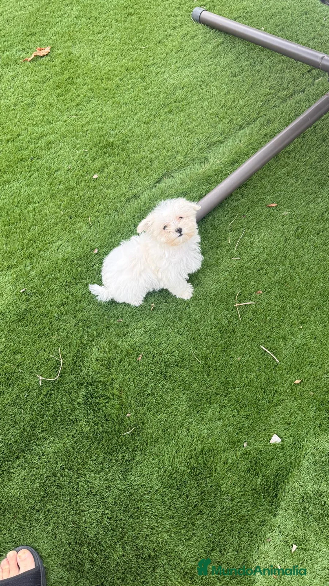 Bichón Maltés perros en venta: Cachorra de bichon maltes - Anuncio 1