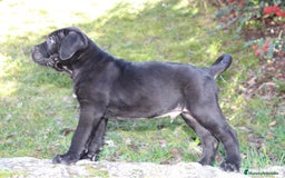 Cane Corso perros en venta: Cachorros Cane Corso disponibles en Segovia  - Imagen 10