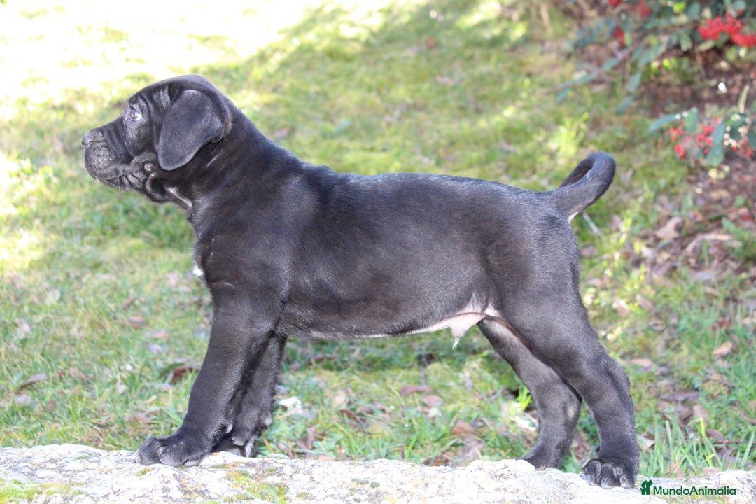Cane Corso perros en venta: Cachorros Cane Corso disponibles en Segovia  - Imagen 10