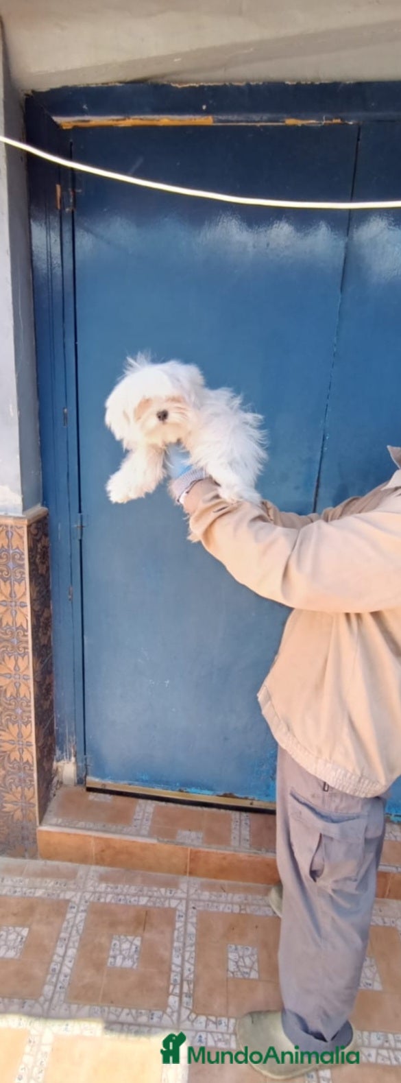 Bichón Maltés perros ‼️‼️PRECIOSO BiCHON MALTES COREANO TOY - Anuncio 1