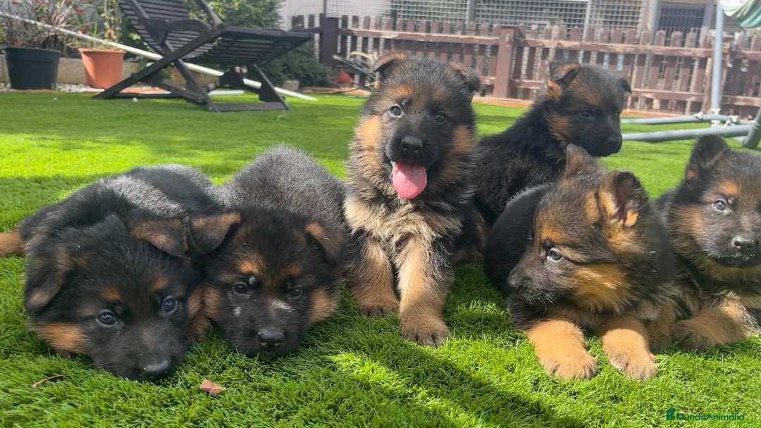 Pastor Alemán perros en venta: Cachorros de primera con toda la documentación  - Imagen 7