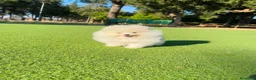 Pomerania perros en venta: Machito de lulu de pomerania  - Anuncio 3