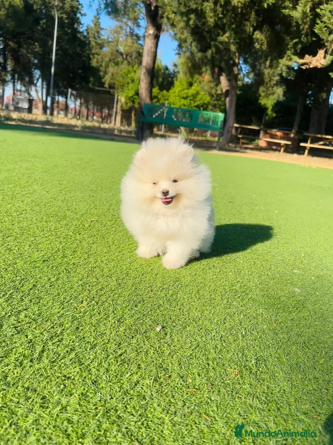 Pomerania perros en venta: Machito de lulu de pomerania  - Anuncio 3