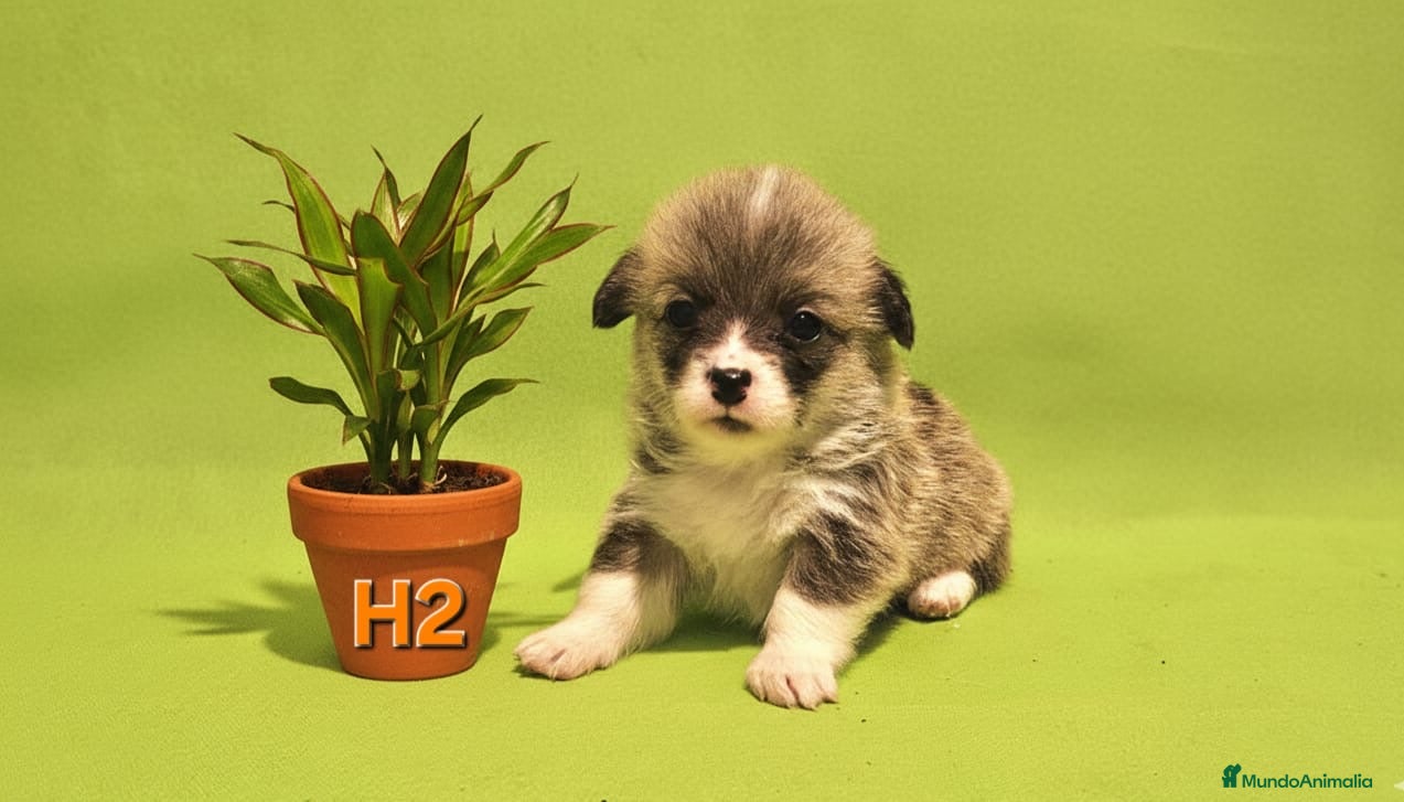 Welsh Corgi Pembroke perros Cachorros de Corgi Pembroke - Anuncio 2