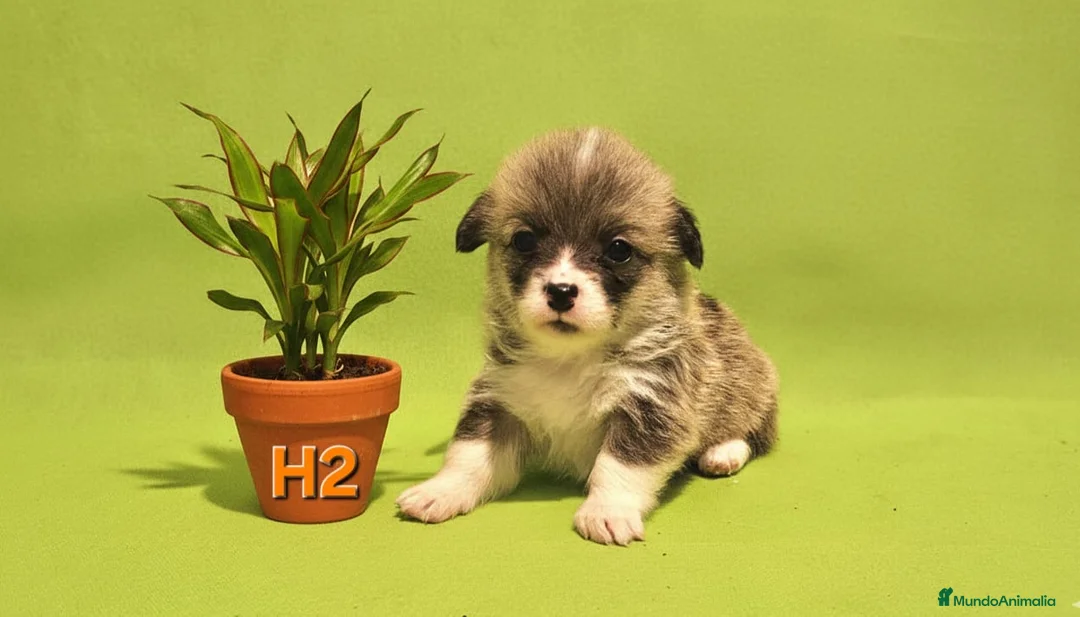 Welsh Corgi Pembroke perros en venta: Cachorros de Corgi Pembroke - Anuncio 2