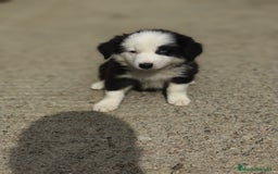 Border Collie perros en venta: Cachorros border collie! - Imagen 2