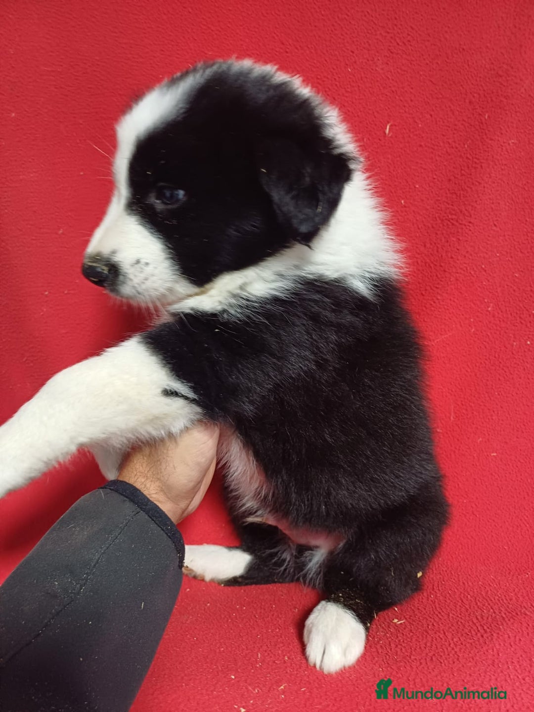 Border Collie perros en venta: Border Collie Blanco y Negro  - Anuncio 3